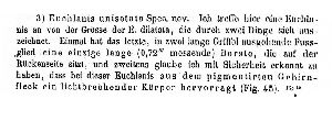 Leydig, F (1854): Zeitschrift für wissenschaftliche Zoologie 6 p.61, pl.4, fig.45